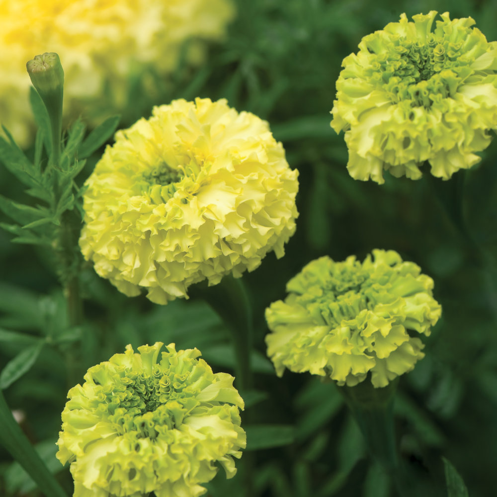 African Marigold Key Lime